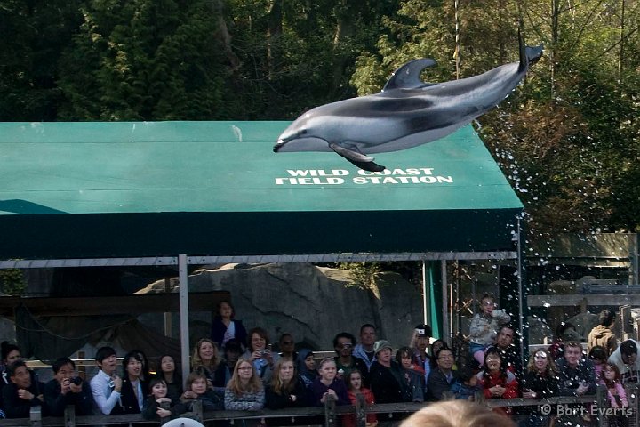 DSC_6924.jpg - The Vancouver Aquarium: The Dolphinshow